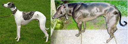 Two photographs of Whippet dogs. The one on the left is small and lean while the one on the right is large and muscular.